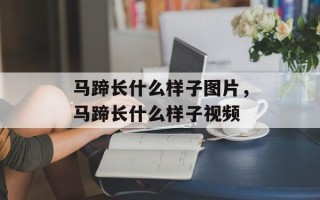 马蹄长什么样子图片，马蹄长什么样子视频