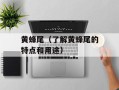 黄蜂尾（了解黄蜂尾的特点和用途）