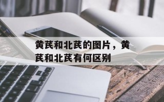 黄芪和北芪的图片，黄芪和北芪有何区别
