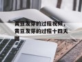 黄豆发芽的过程视频，黄豆发芽的过程十四天图