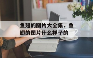 鱼翅的图片大全集，鱼翅的图片什么样子的