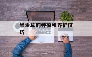 黑麦草的种植和养护技巧