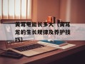 黄耳龟能长多大（黄耳龙的生长规律及养护技巧）