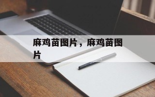 麻鸡苗图片，麻鸡苗图片