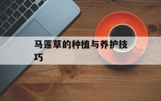 马莲草的种植与养护技巧