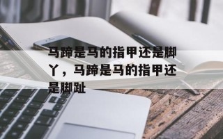 马蹄是马的指甲还是脚丫，马蹄是马的指甲还是脚趾