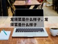 龙须菜是什么样子，龙须菜是什么样子