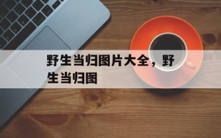 野生当归图片大全，野生当归图