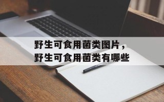 野生可食用菌类图片，野生可食用菌类有哪些