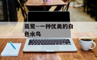 鸳鹭--一种优美的白色水鸟