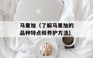马里加（了解马里加的品种特点和养护方法）