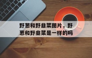 野葱和野韭菜图片，野葱和野韭菜是一样的吗