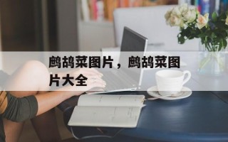 鹧鸪菜图片，鹧鸪菜图片大全
