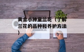 黄金小神童兰花（了解兰花的品种和养护方法）