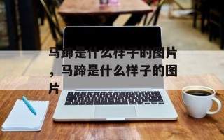 马蹄是什么样子的图片，马蹄是什么样子的图片