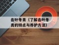 齿叶冬青（了解齿叶冬青的特点与养护方法）