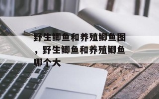 野生鲫鱼和养殖鲫鱼图，野生鲫鱼和养殖鲫鱼哪个大
