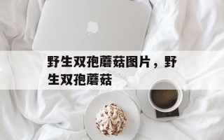 野生双孢蘑菇图片，野生双孢蘑菇