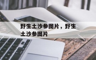 野生土沙参图片，野生土沙参图片