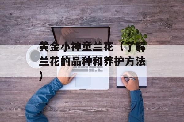 黄金小神童兰花（了解兰花的品种和养护方法）-第1张图片-