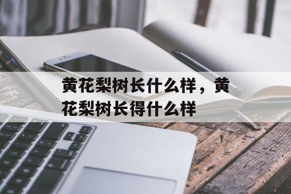 黄花梨树长什么样，黄花梨树长得什么样-第1张图片-