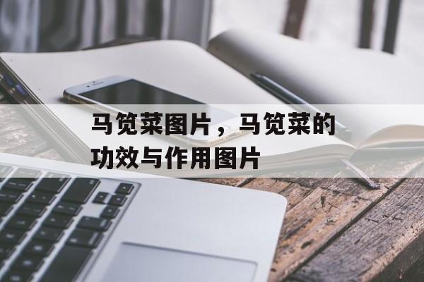 马笕菜图片，马笕菜的功效与作用图片-第1张图片-