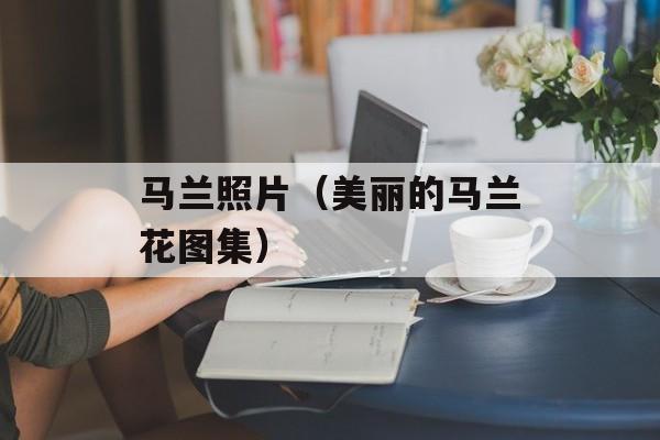 马兰照片（美丽的马兰花图集）-第1张图片-