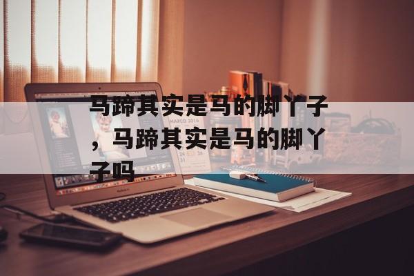 马蹄其实是马的脚丫子，马蹄其实是马的脚丫子吗-第1张图片-