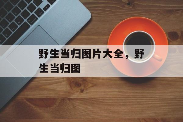 野生当归图片大全，野生当归图-第1张图片-