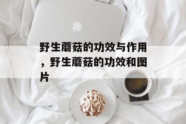 野生蘑菇的功效与作用，野生蘑菇的功效和图片-第1张图片-
