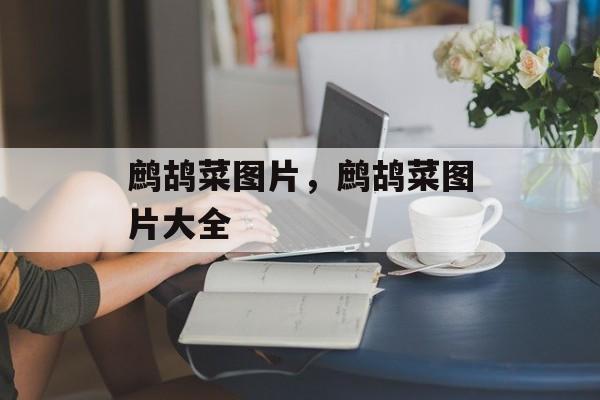鹧鸪菜图片，鹧鸪菜图片大全-第1张图片-