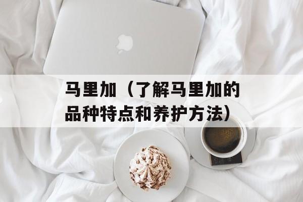马里加（了解马里加的品种特点和养护方法）-第1张图片-