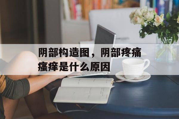阴部构造图，阴部疼痛瘙痒是什么原因-第1张图片-