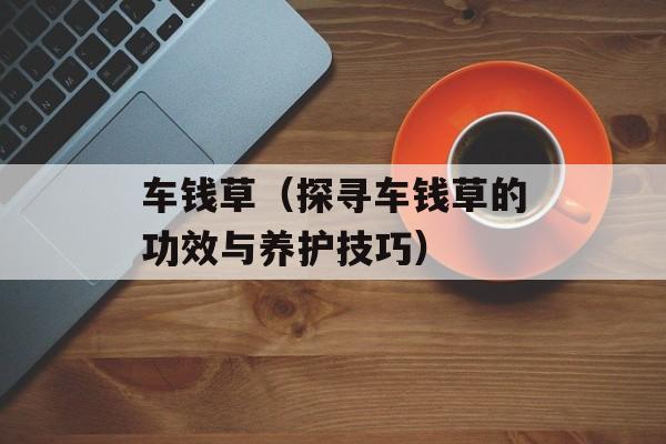 车钱草（探寻车钱草的功效与养护技巧）-第1张图片-