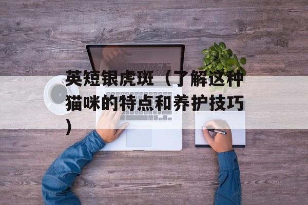英短银虎斑（了解这种猫咪的特点和养护技巧）-第1张图片-
