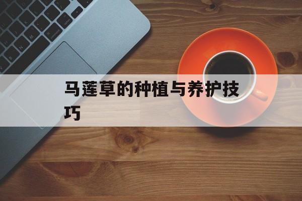 马莲草的种植与养护技巧-第1张图片-